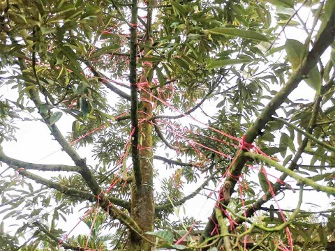 โรงงานผลิตเชือกโยงต้นทุเรียนพร้อมส่ง